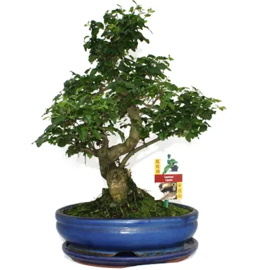 Zdjęcie produktu dla Ligustr chinski Bonsai - Ligustrum sinensis - ok. 10 lat