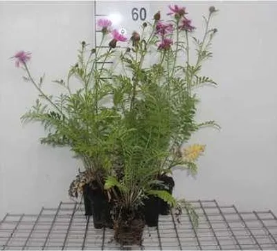 Immagine prodotto di 6 x Centaurea dealbata - spornblume - Topf 9 x 9 cm