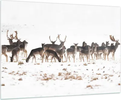 Produktbild von Bilder auf glas - Hirsch Winter Tierwelt Landschaft - 100x70cm - Glasbilder - Wandbilder - Kunstdruck - Wanddekoration aus Glas - Glas Bilder - Wandbild auf Glas - GAA100x70-3144