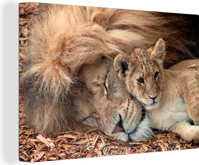 Produktbild von OneMillionCanvasses® - Leinwandbilder - 140x90 cm, Löwe - Junge - Wilde Tiere, Wandbilder Kunstdruck Wanddekoration