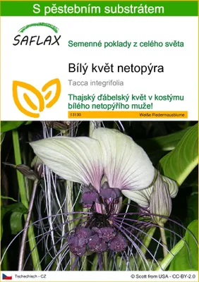 Obrázek produktu pro SAFLAX - Bílý květ netopýra - Tacca integrifolia - 10 Semena - S pěstebním substrátem bez klíčků