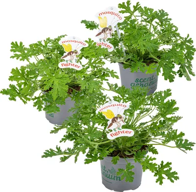 Produktbild von Bloomique - 3er Set - Pelargonium Graveolens - Zitronengeranie - Geranien Pflanzen - Anti Mücken - Herrlich Duftend - Höhe 15-25 cm - Topf 12 cm