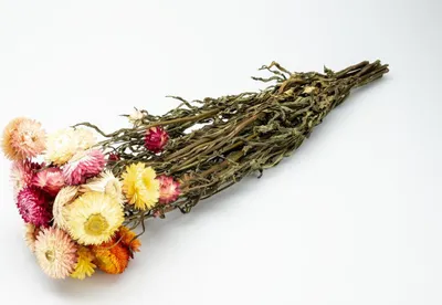 Produktbild von Helichrysum Mix im Bund, Länge ca. 50cm | getrocknete Strohblume