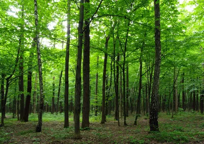 Obrázek produktu pro Sanders & Sanders Zalesněná krajina Zelená tapeta - 600401 - 360 x 254 cm