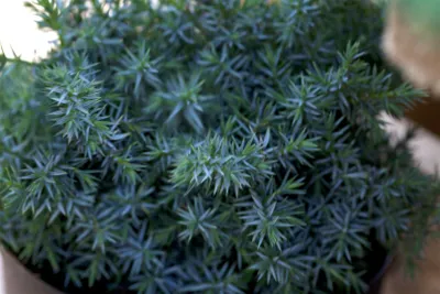 Produktbild von Juniperus chinensis 'Blue Alps', Chinesischer Wacholder, blaugrün, 20–30 cm