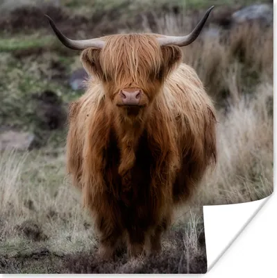 Produktbild von MuchoWow® Poster Schottischer Hochländer - Moos - Gras 30x30 cm - Wandposter - Printing