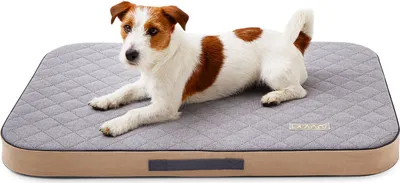 A dog is lying on a dog bed.