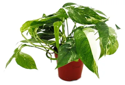 Produktbild von Weiß-bunte gemusterte Efeutute Epipremnum variegata Scindapsus 12cm Topf rankende Zimmerpflanze