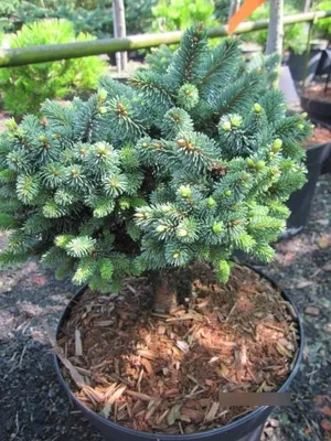 Produktbild von Picea abies Mauthneralm - Zwergfichte Mauthneralm - 10-15