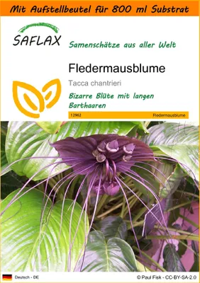 Produktbild von SAFLAX Garden in the bag - Fledermausblume - Tacca chantrieri - 10 Samen - Mit Anzuchtsubstrat im praktischen, selbst aufstellenden Beutel