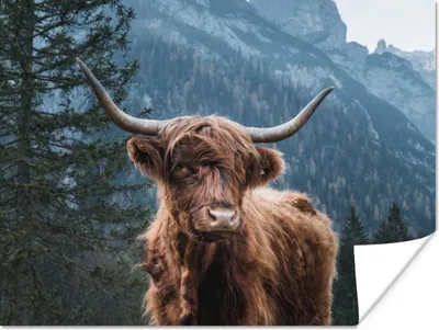 Produktbild von MuchoWow® Poster Schottische Highlander - Wald - Berge 120x90 cm - Wandbild