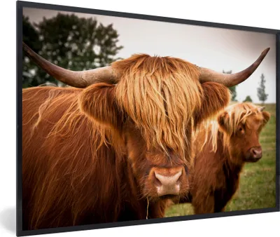 Produktbild von MuchoWow® MuchoWow® Gerahmtes Poster Schottische Hochlandrind - Braun - Gras 60x40 cm - Poster mit zchwarzem Bilderrahmen - Printing - Wanddeko Schlafzimmer