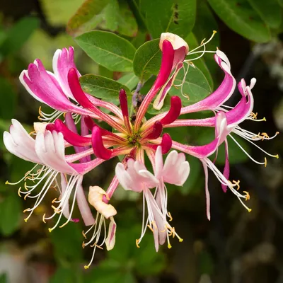 Produktbild von Sträucher & Bäume Lonicera Serotina, sommergrün blühende Kletterpflanze, robuste Gartenpflanze im Topf.