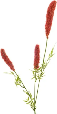 Produktbild von artplants.de Deko Zweig Silberkerze XURONG, pink, 60 cm - Künstliche Blume