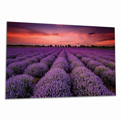 Produktbild von Wallario Herdabdeckplatte aus Glas, Größe 80 x 52 cm 1-teilig, Motiv Lavendelfeld unter rotem Himmel