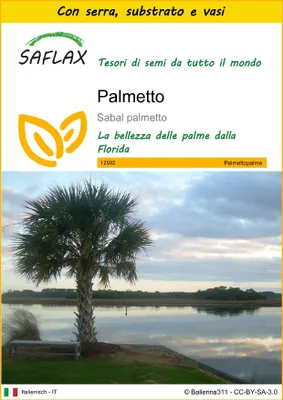 Immagine prodotto di SAFLAX Insieme di coltivazione - Palmetto - 8 semi - Sabal