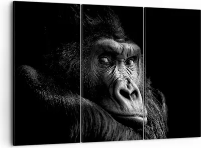 Produktbild von Bild auf Leinwand - Leinwandbild - 3 Teile - Affe Gorilla Porträt - 105x70cm - Wand Bild - Wanddeko - Wandbilder - Leinwanddruck - Bilder - Wanddekoration - Leinwand bilder - Wandbild - CE105x70-5007