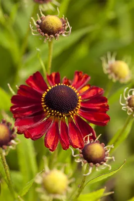 Produktbild von Helenium x cult. 'Rubinzwerg', Sonnenbraut, rubinrot, ca. 9x9 cm Topf