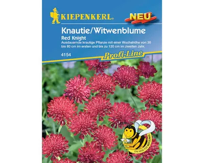 Produktbild von Knautie/ Witwenblume Red Knight Kiepenkerl Samenfestes Saatgut Blumensamen