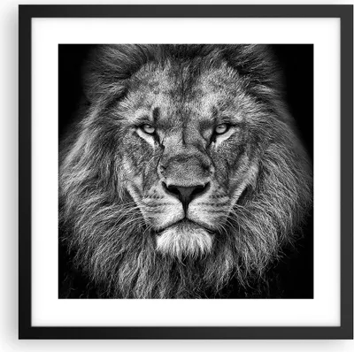 Produktbild von Gerahmtes Poster - Schwarzer Rahmen - Porträt Löwe Schwarzweiß - 40x40 cm - Wand Bild - Wanddeko - Wandbilder - Kunstposter - Wandposter - Bilderrahmen - Bilder - Kunstdruck - P2BAC40x40-4494