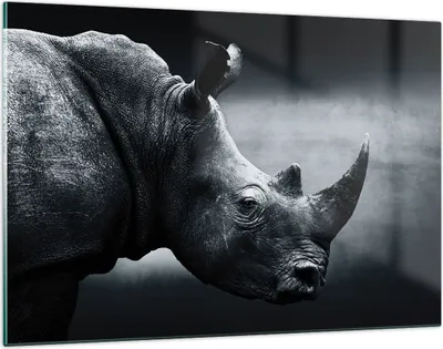 Produktbild von Bilder auf glas - Einteilig - Nashorn Schwarzweiß Porträt - 120x80cm - Glasbilder - Wandbilder - Bilder - Wanddekoration aus Glas - Glas Bilder - Wandbild auf Glas - GAA120x80-4347