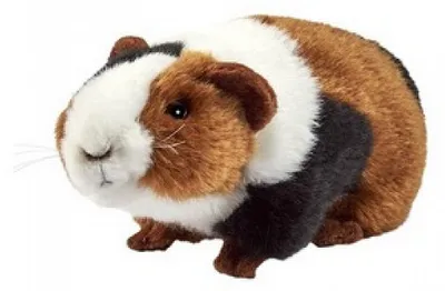 Immagine prodotto di Anima Peluche porcellino d'India 17cm