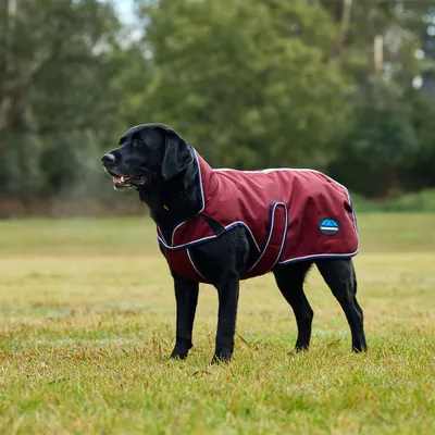 Image de Weatherbeeta Comfitec Premier Deluxe Waterproof Dog Coat - Taille 55 - Rouge