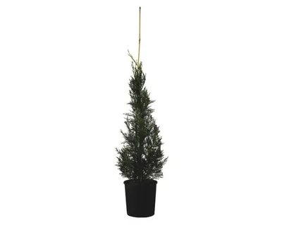 Obrázek produktu pro Cypřišovec Leylandův FloraSelf Cupressocyparis leylandii 'Pyramidalis' 100-125 cm květináč 10 l