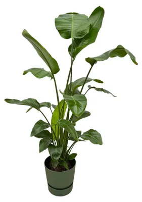 Produktbild von Set: Strelitzia Nicolai - Paradiesvogelblume - mit Übertopf elho Greenville Round Grün - Pflanze Höhe 160cm