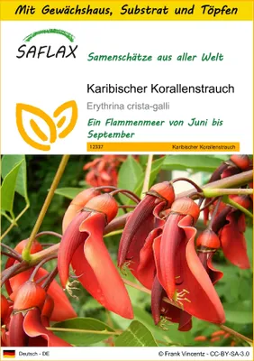 Produktbild von SAFLAX Anzucht Set - Karibischer Korallenstrauch - Erythrina crista-galli - 6 Samen - Mit Mini-Gewächshaus, Anzuchtsubstrat und 2 Töpfen