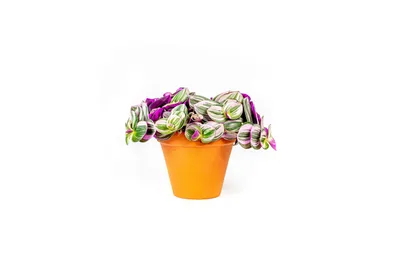 Obrázok produktu pre Gardners Tradescantia albiflora NANOUK, priemer 12 cm