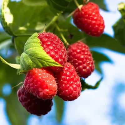 Obrázek produktu pro Malina - výška 1,5 až 2 m - rostlina v květináči - kvete od května do srpna - bohatá úroda - ideální na marmeládu a pečivo - ovocná rostlina
