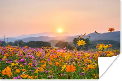 Produktbild von MuchoWow® Poster Blumen - Sonnenuntergang - Berg 120x80 cm - Bilder