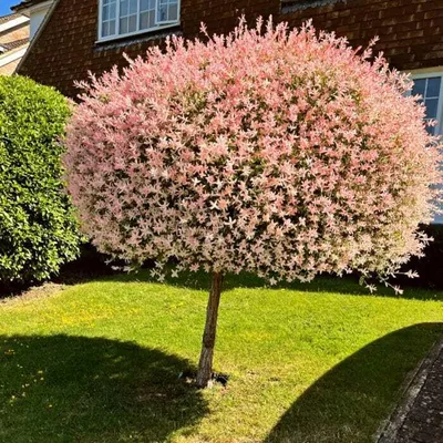 A pink and green ornamental tree is planted in a grassy yard next to a brick house.