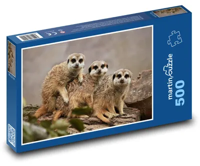 Zdjęcie produktu dla martinpuzzle - Puzzle 500 - Zoo - surikaty