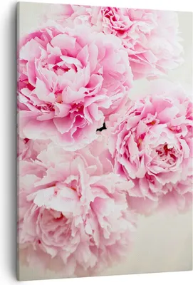 Produktbild von Bild auf Leinwand - Leinwandbild - Einteilig - Pfingstrosen Blumenstrauß Blumen - 50x70cm - Wand Bild - Wandbilder - Leinwanddruck - Wanddekoration - Leinwand bilder - Wandbild - PA50x70-4961