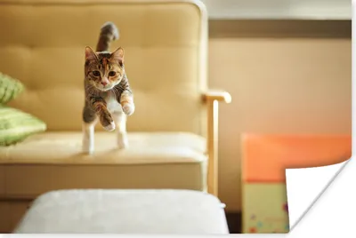 Produktbild von MuchoWow® Poster Katze - Frühling - Stuhl 60x40 cm - Schlafzimmerdekoration
