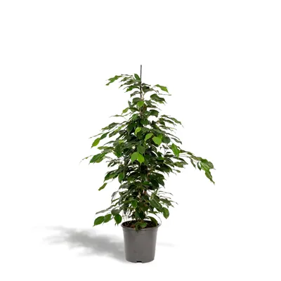 Image de Meergroothandel Ficus Benjamina Danielle - 95 cm, Ø 21 cm