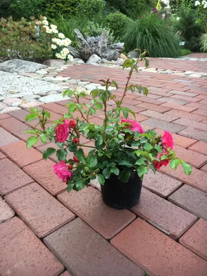 Produktbild von 20x Bodendecker winterhart Bodendeckerrose Noatraum öfterblühend robust pink