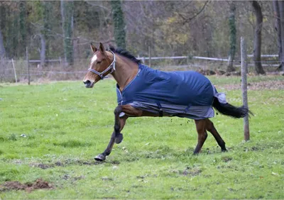Immagine prodotto di Tappeto Equithème Tyrex 600D 0g - blu navy/grigio