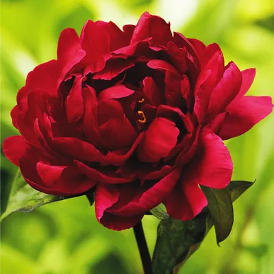 Zdjęcie produktu dla Paeonia Piwonia sadzonka Madame Gaudichau 1 szt Piwonie sadzonki Pachnąca