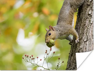 Produktbild von MuchoWow® Poster Eichhörnchen - Beere - Baum - Herbst 160x120 cm - Foto Plakat
