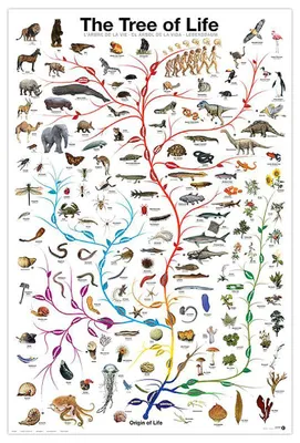 Produktbild von Lebensbaum Poster The Tree of Life + Ü-Poster