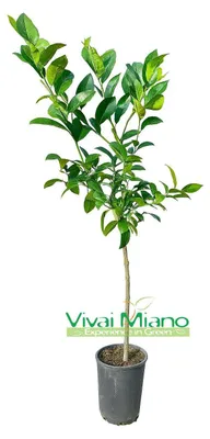Immagine prodotto di Pianta di Lime Rossa di Rangpur