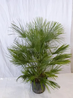 Produktbild von [Palmenlager] XL Chamaerops humilis - Zwergpalme - 140 cm // -12°C Frost - buschige Palme