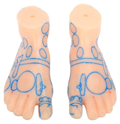 Produktbild von 15 cm professionelle Fußmassage Akupunktur Akupunkt-Reflexionszone Modell Lehrmittel