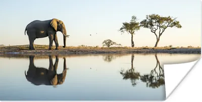 Produktbild von MuchoWow® Poster Elefant an einem See 40x20 cm - Poster für die Wand - Poster Schlafzimmer
