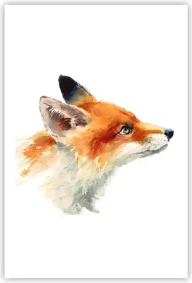 Produktbild von Poster - Poster ohne Rahmen - Fuchs Tier Natur - 61x91,5 cm - Wand Bild - Wanddeko - Wandbilder - Kunstposter - Wandposter - Bilder - Kunstdruck - Wanddekoration - Wandbild - P2XPA61x91-3904