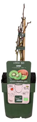 Produktbild von Actinidia Delciosioa 'Jenny' - Kiwi-Fruchtbaum