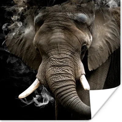 Produktbild von MuchoWow® Poster Elefant - Rauchen - Zähne 100x100 cm - Babyzimmer